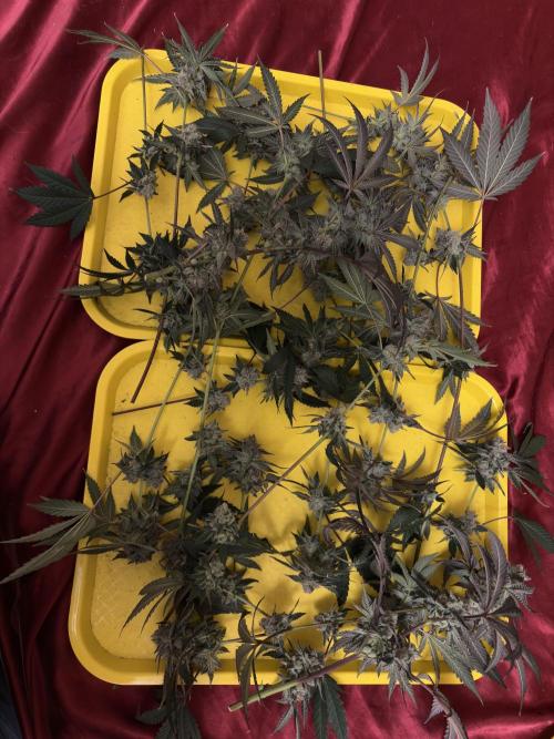 Bad azz og cheese. Week 7