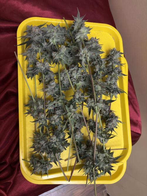 Bad azz og cheese. Week 7