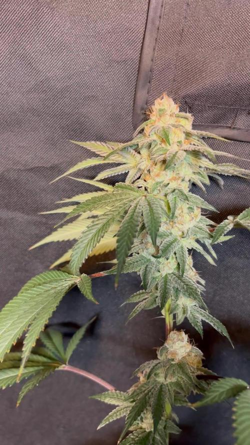 Cali critical mass