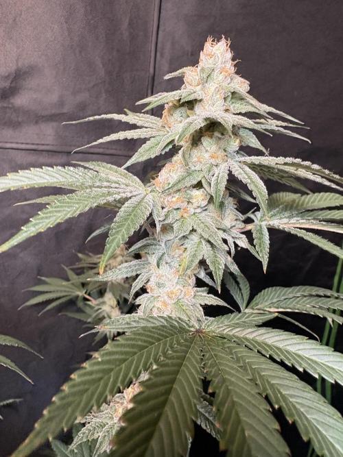 Cali critical mass. Week 3