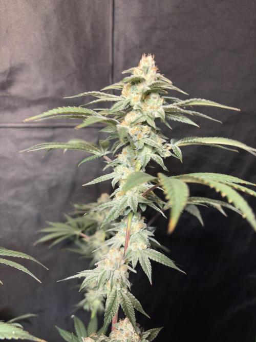 Cali critical mass. Week 3