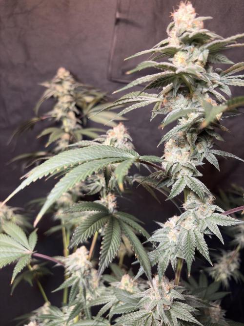 Cali critical mass. Week 3
