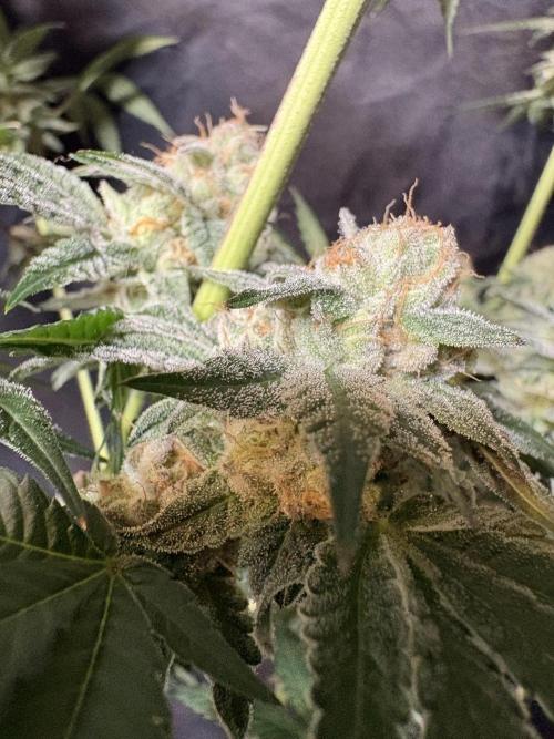 Cali critical mass. Week 3