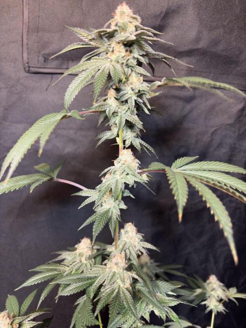 Cali critical mass. Week 3