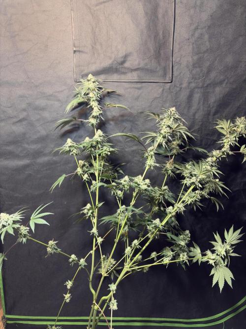 Cali critical mass. Week 3