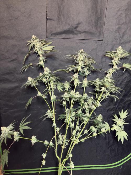 Cali critical mass. Week 3