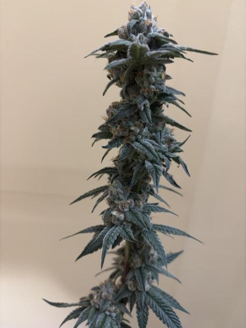 Cali critical mass. Week 3