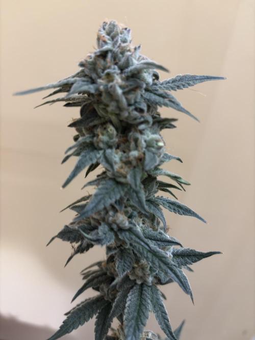 Cali critical mass. Week 3