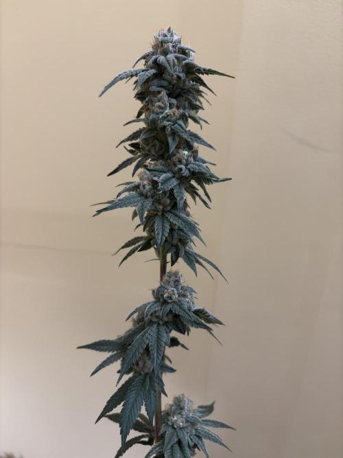 Cali critical mass. Week 3