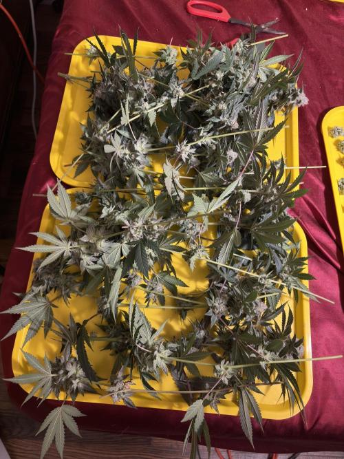 Cali critical mass. Week 3