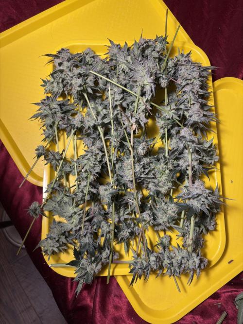 Cali critical mass. Week 3