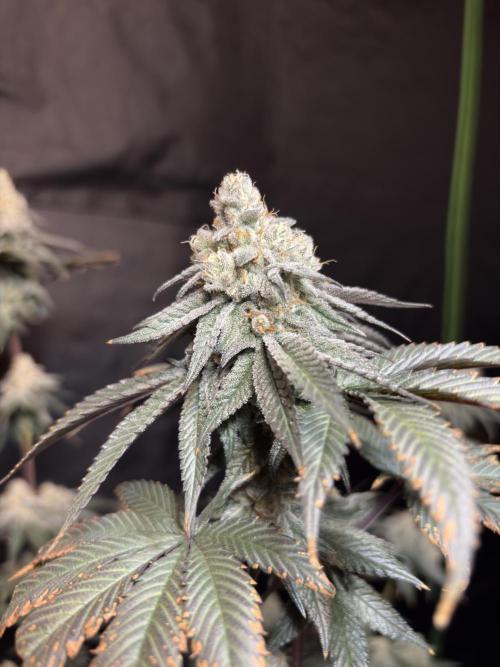 King Louis. Week 7