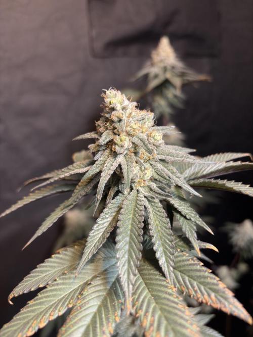 King Louis. Week 7