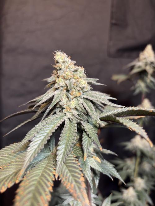 King Louis. Week 7