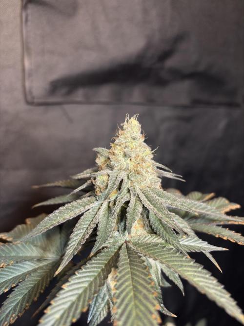 King Louis. Week 7