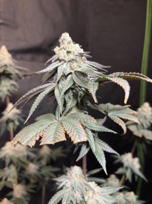 King Louis. Week 7