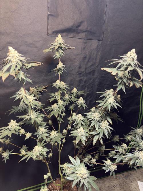 King Louis. Week 7