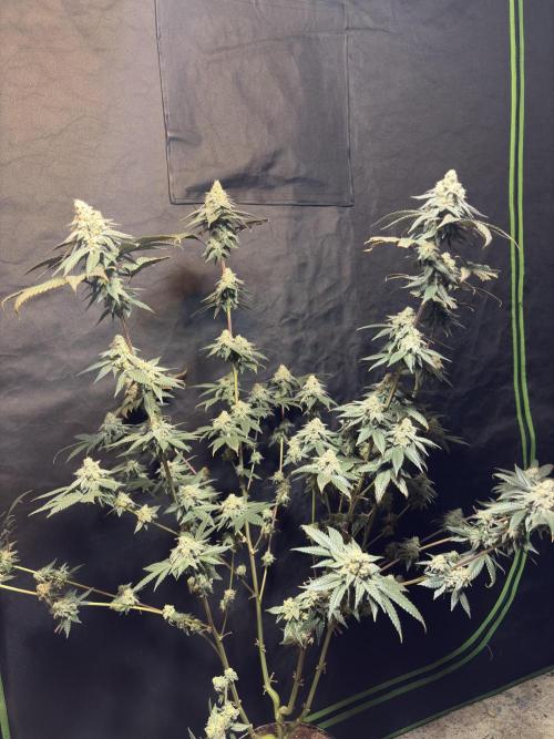 King Louis. Week 7