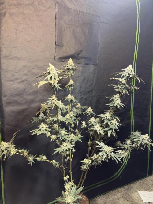King Louis . Week 7