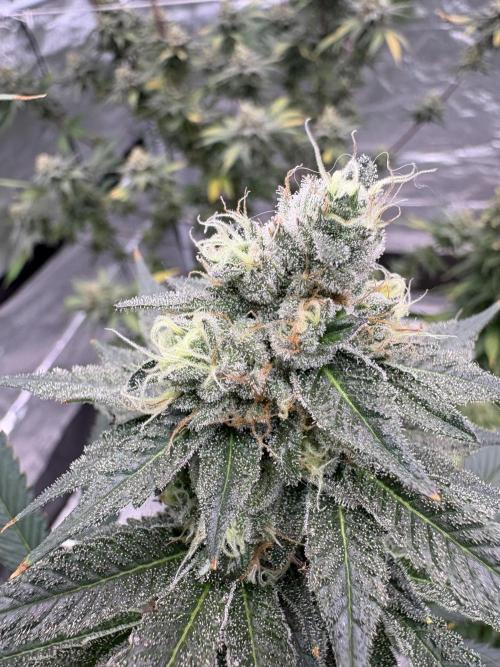 Do-si-dos Rqs. Week 7