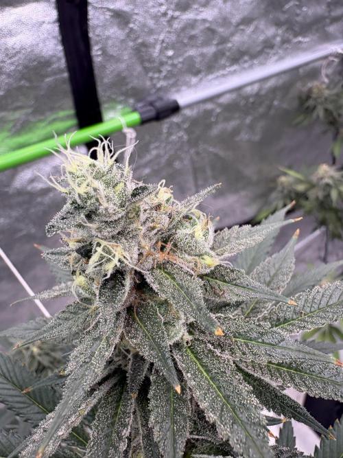 Do-si-dos Rqs. Week 7