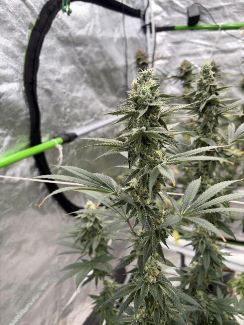 Do-si-dos Rqs. Week 7