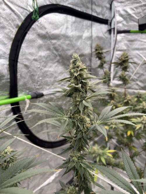 Do-si-dos Rqs. Week 7