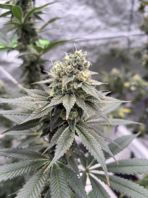 Do-si-dos Rqs. Week 7