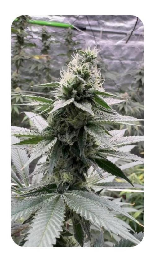 Do-Si-Dos. Week 7