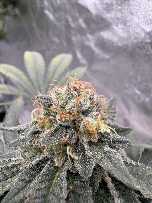 Glookie monster. Week 7