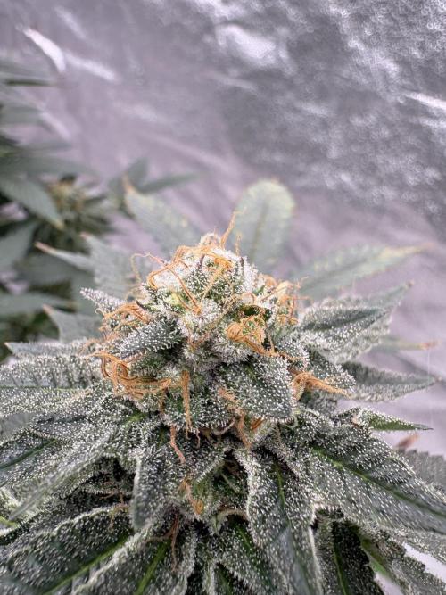 Glookie monster. Week 7