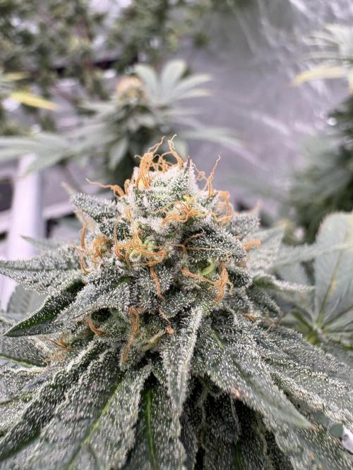 Glookie monster. Week 7