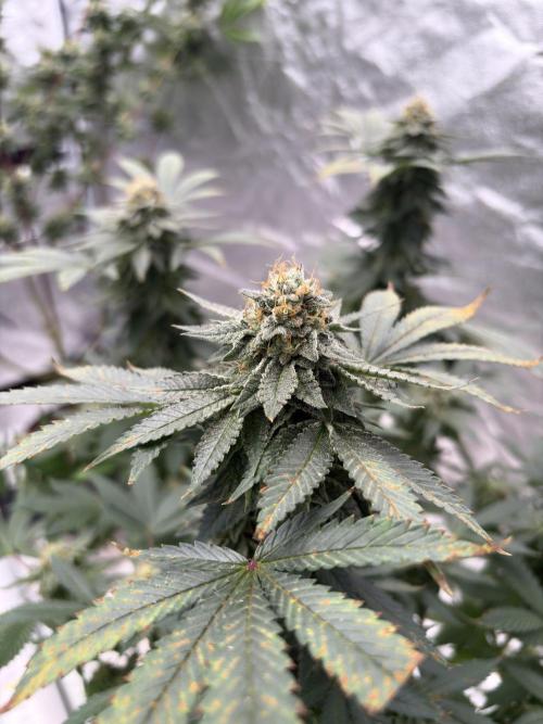 Glookie monster. Week 7