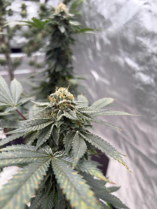 Glookie monster. Week 7