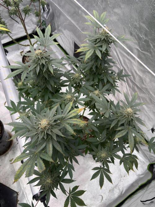 Glookie monster. Week 7