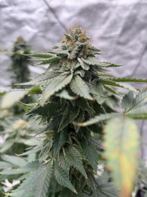 Glookie monster. Week 7