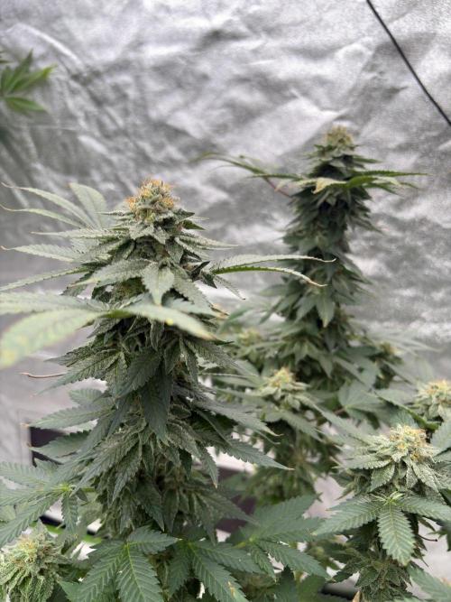 Glookie monster. Week 7