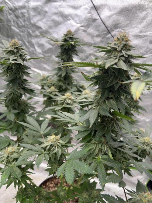 Glookie monster. Week 7