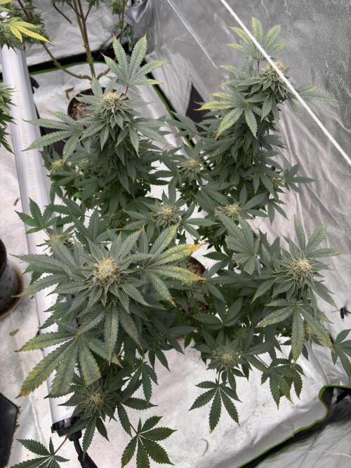Glookie Monster. Week 7