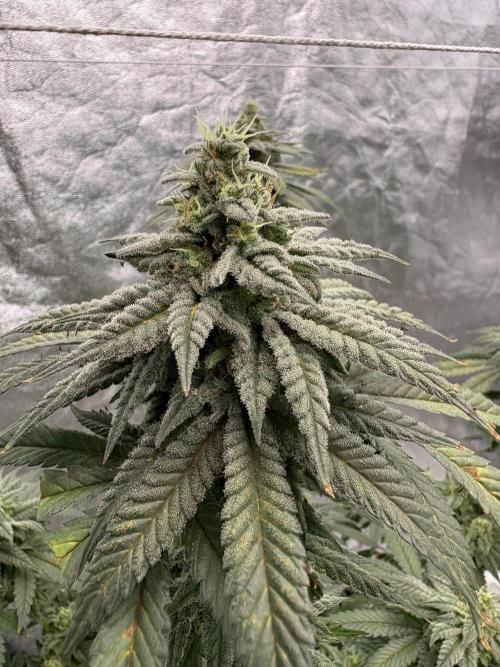 Do-si-dos #33. Week 7