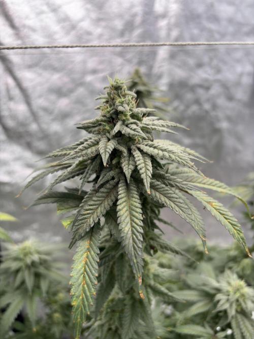 Do-si-dos #33. Week 7