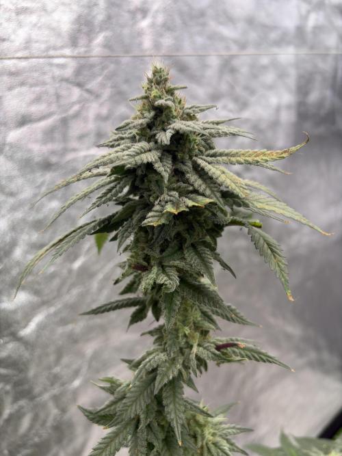 Do-si-dos #33. Week 7