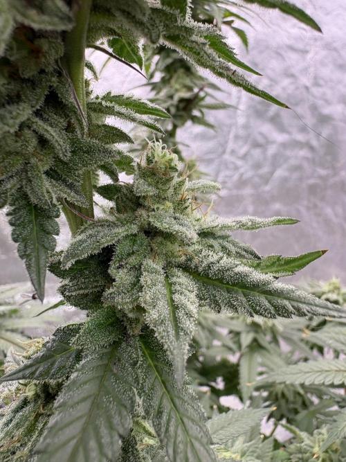 Do-si-dos #33. Week 7