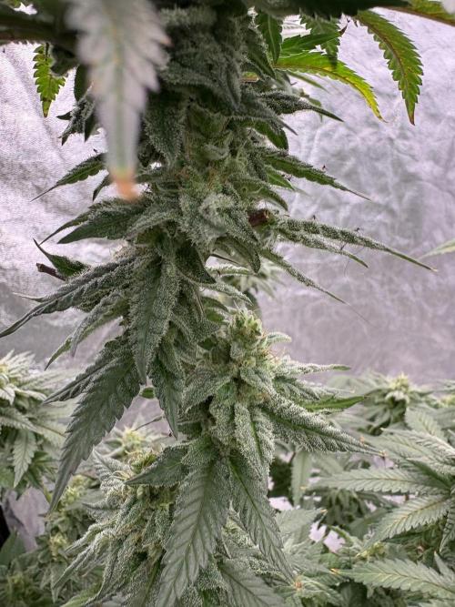 Do-si-dos #33. Week 7