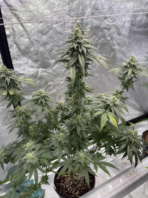Do-si-dos #33. Week 7