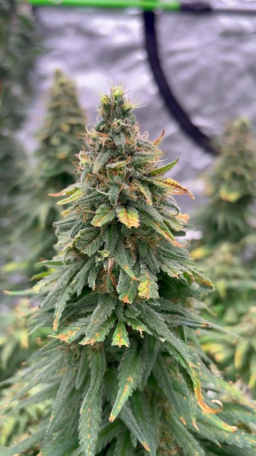 2026 Eternity Grow Cup
