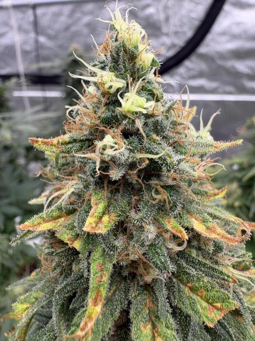 2026 Eternity Grow Cup. Week 7