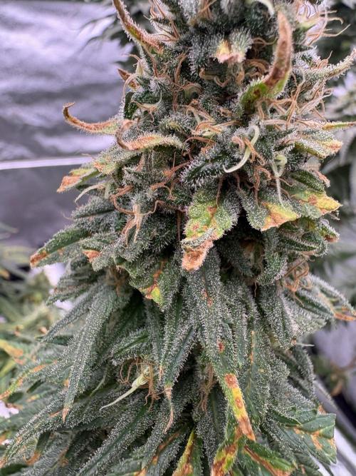 2026 Eternity Grow Cup. Week 7