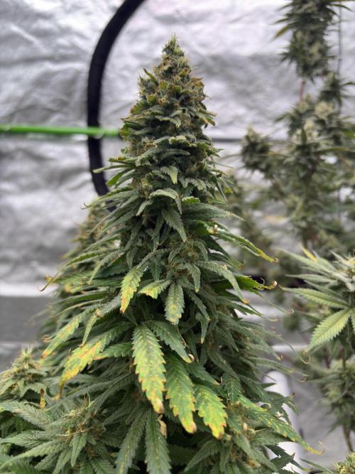 2026 Eternity Grow Cup. Week 7