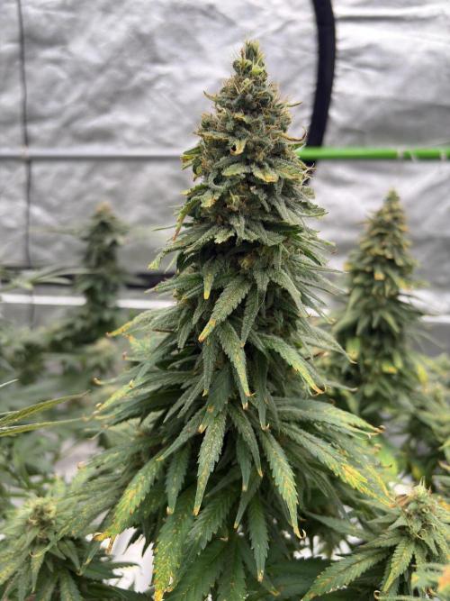 2026 Eternity Grow Cup. Week 7